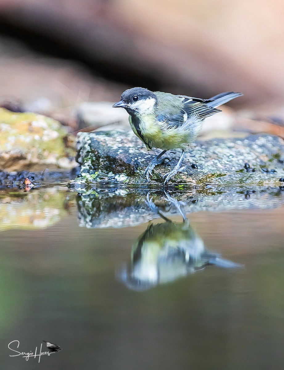 Mésange charbonnière - ML623913363