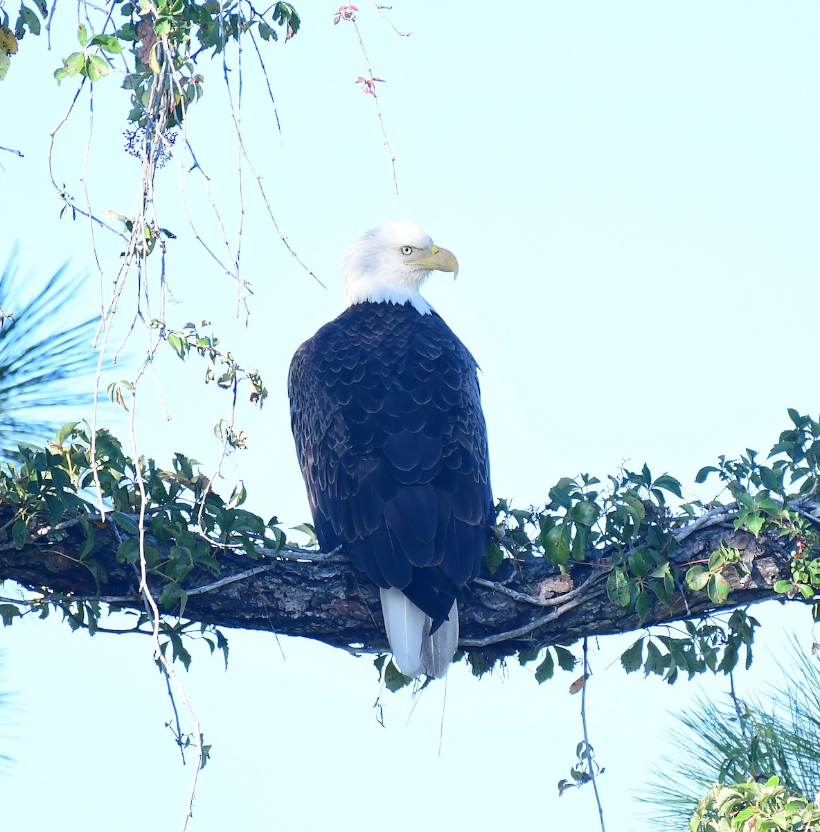 Weißkopf-Seeadler - ML623913368