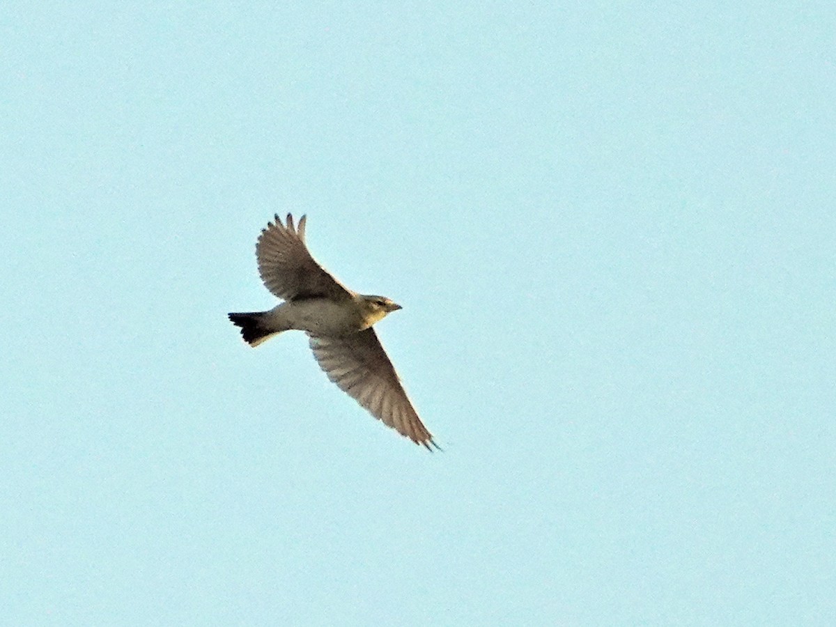 Greater Short-toed Lark - Igal Siman Tov‬‏