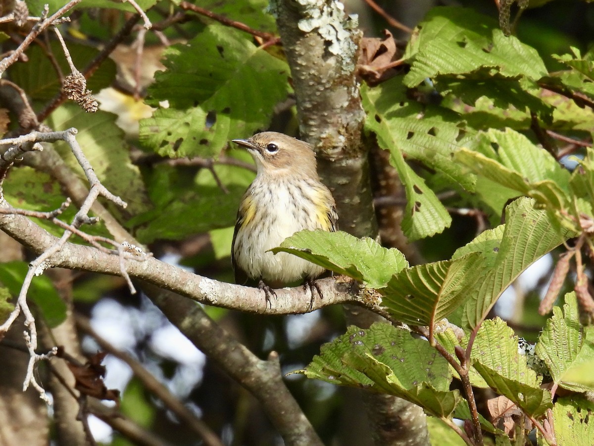 Yellow-rumped Warbler - ML623913375