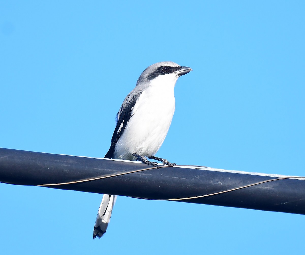 Loggerhead Shrike - ML623913377