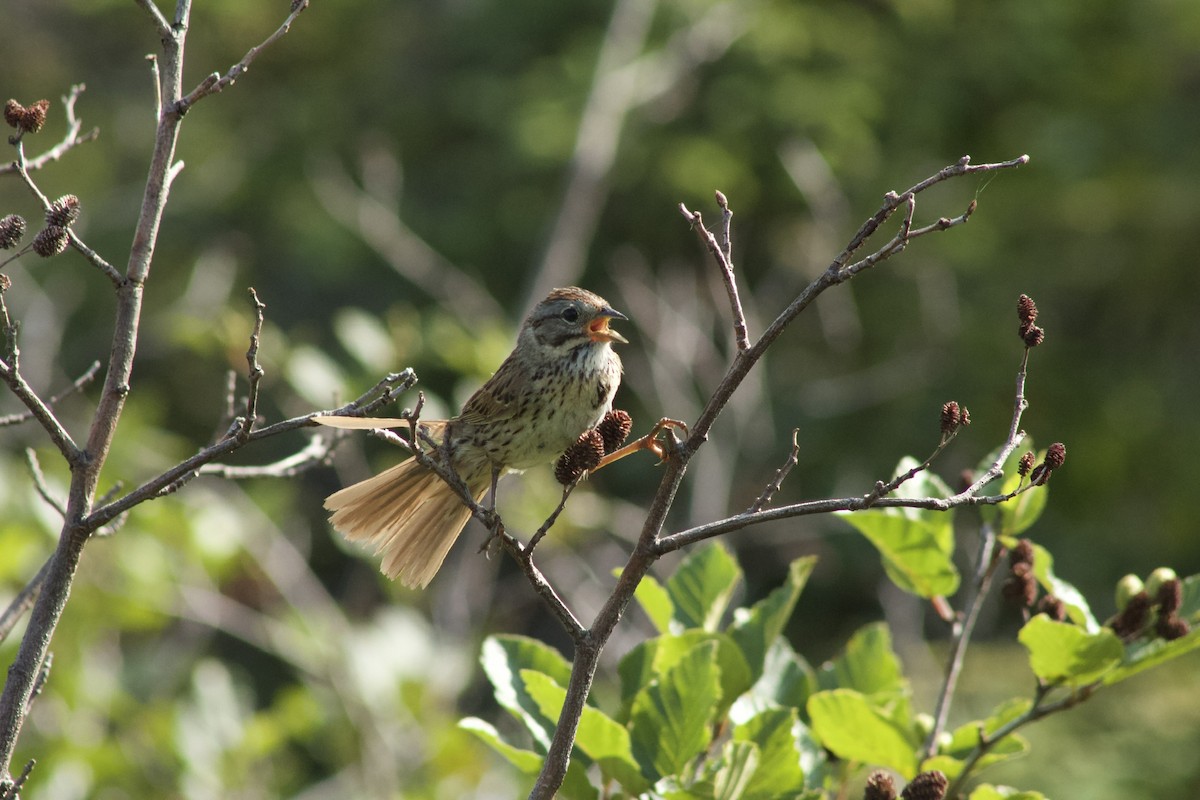 Song Sparrow - Autumn White