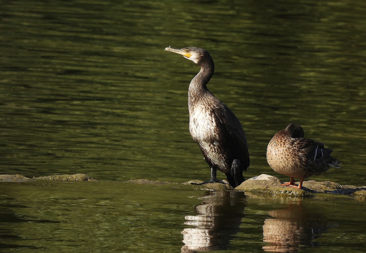 Kormoran - ML623913383