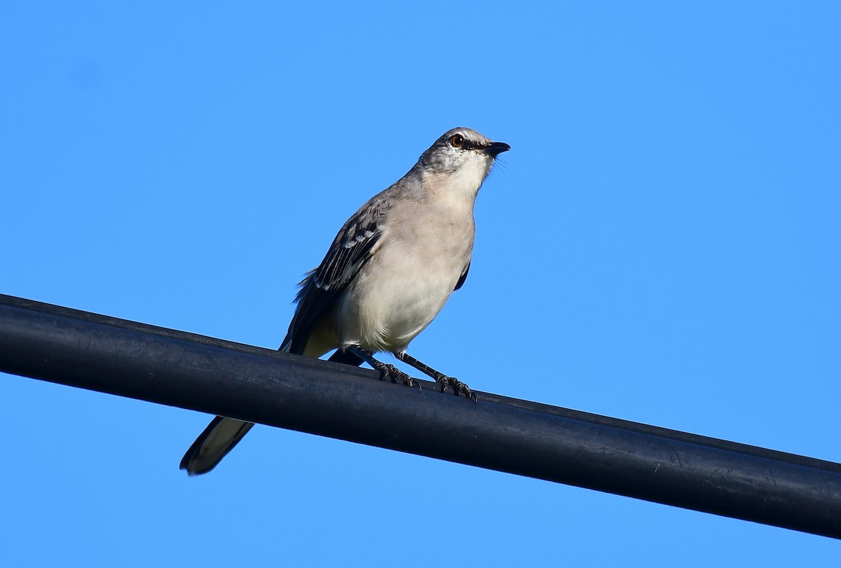 Northern Mockingbird - ML623913385