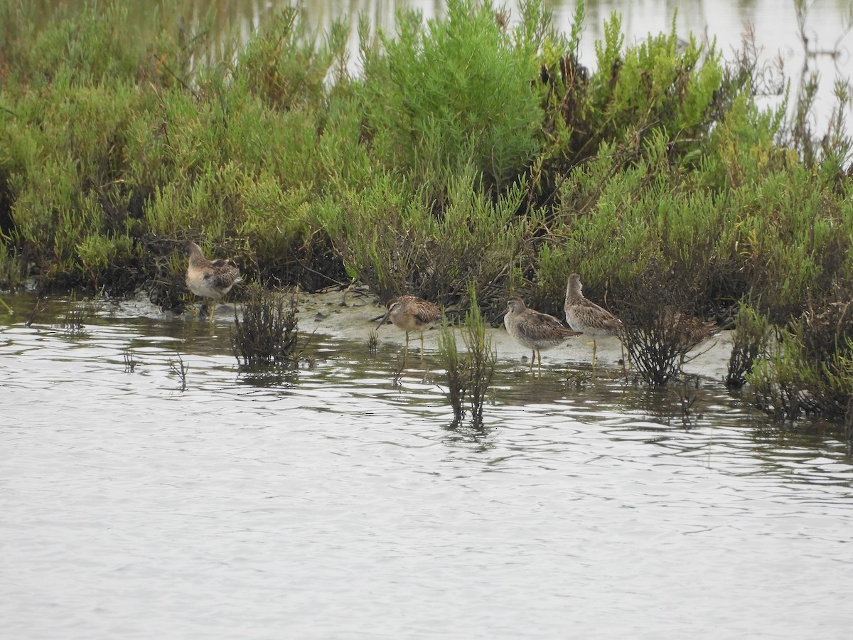 Short-billed Dowitcher - ML623913389