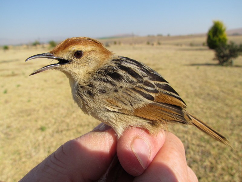 Levaillant's Cisticola - jacobus raijmakers