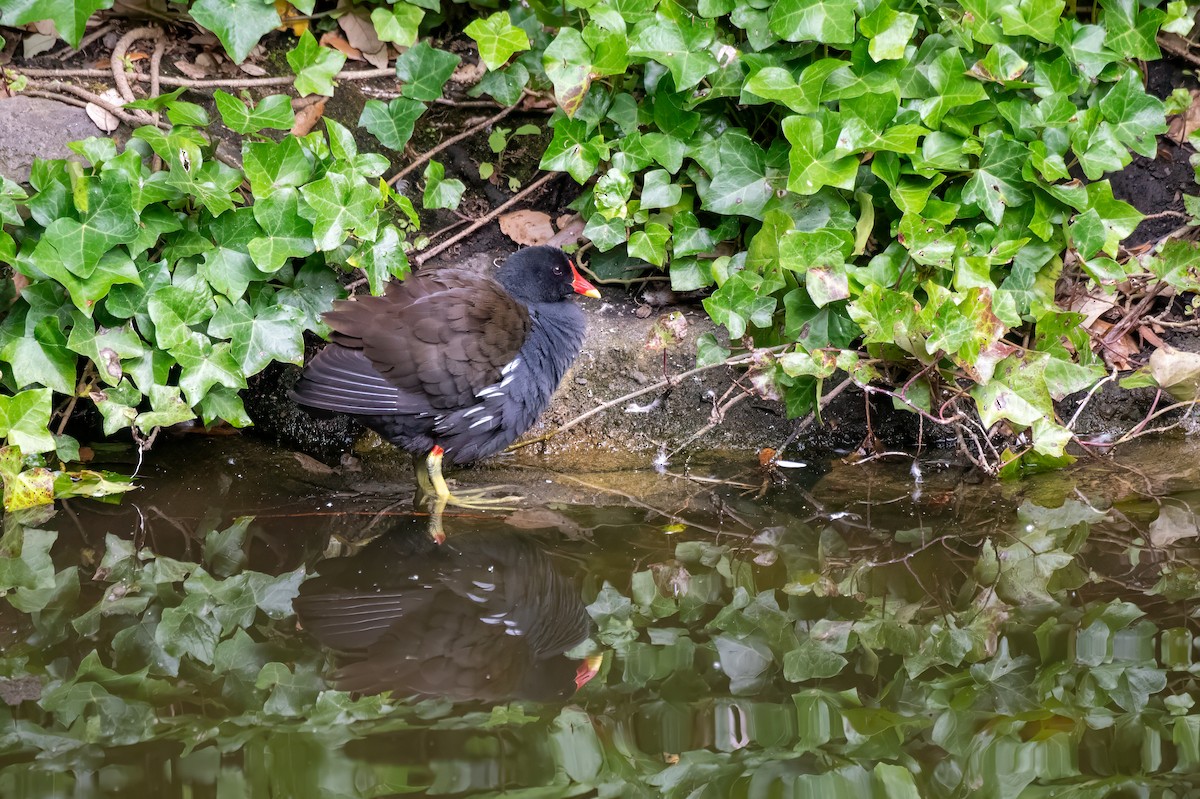 Eurasian Moorhen - ML623913392