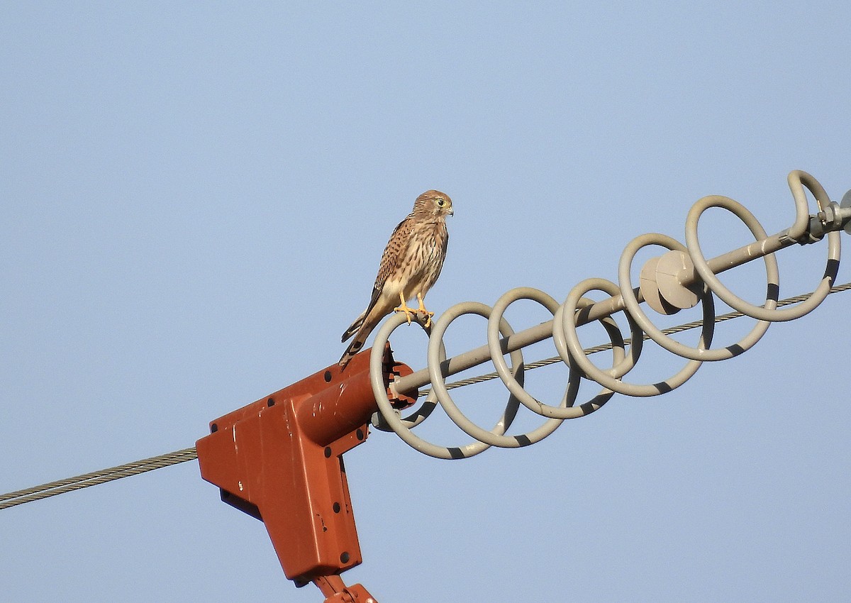 Eurasian Kestrel - ML623913395