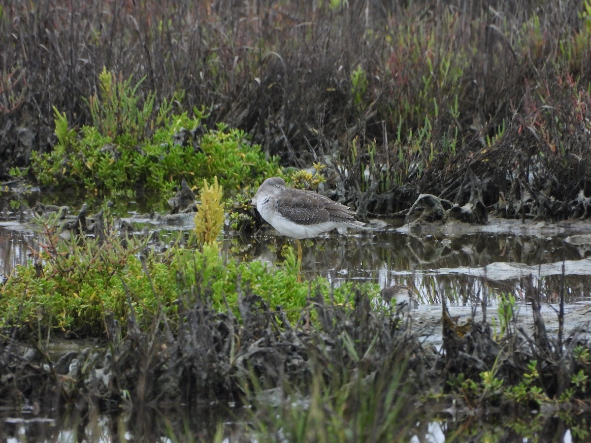 Greater Yellowlegs - ML623913396