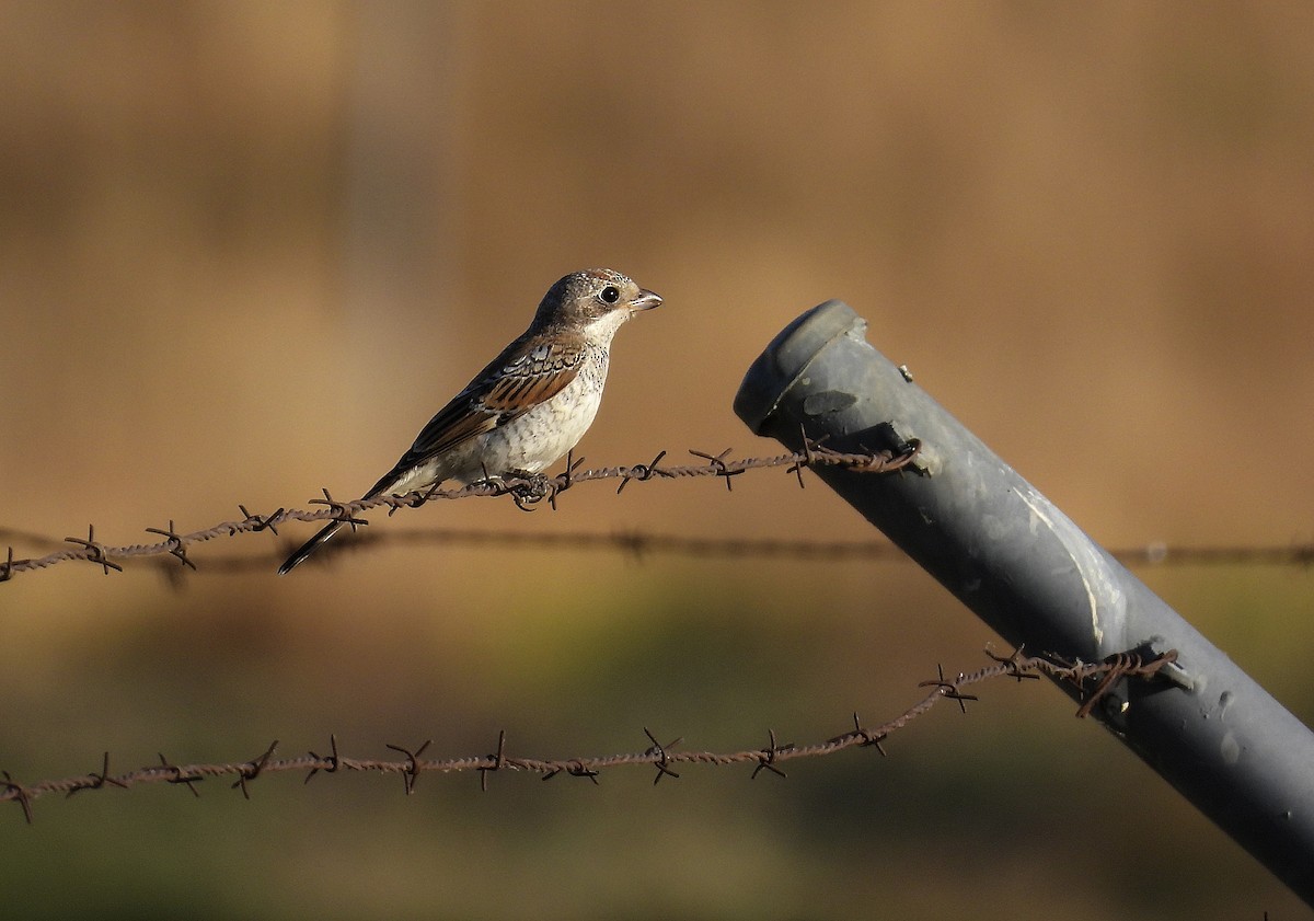 Woodchat Shrike - ML623913398