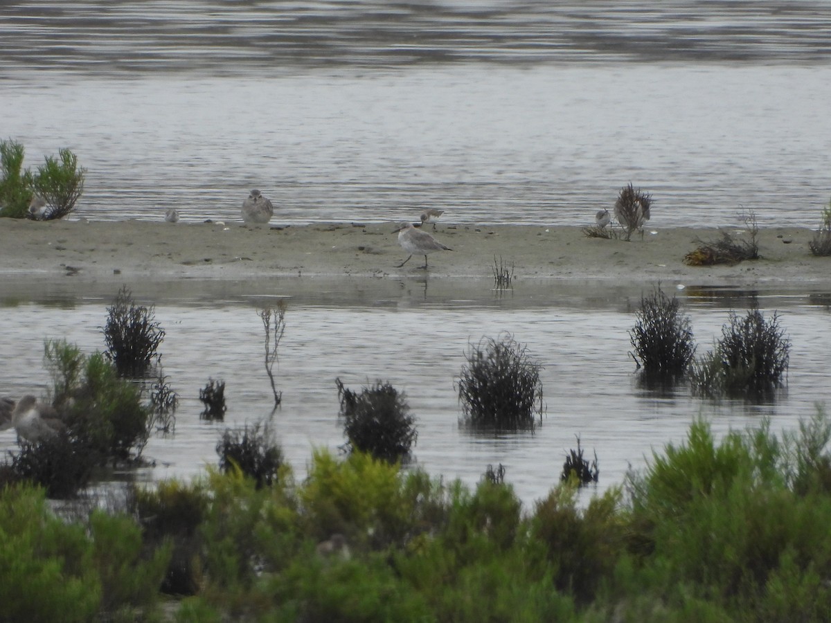 Red Knot - ML623913399