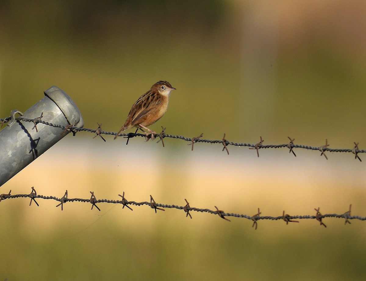 Zitting Cisticola - Alfonso Rodrigo