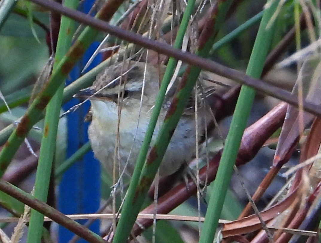 Sedge Warbler - ML623913401