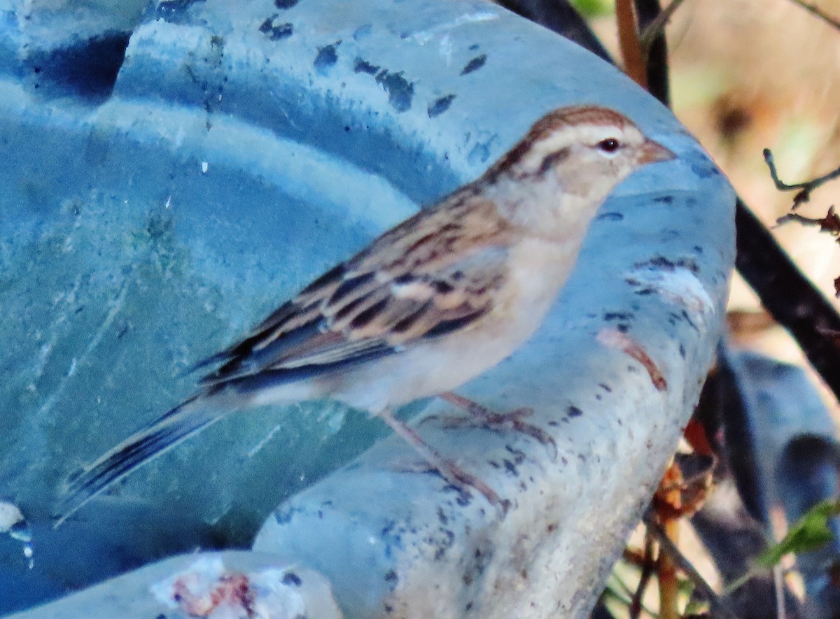 Chipping Sparrow - ML623913403