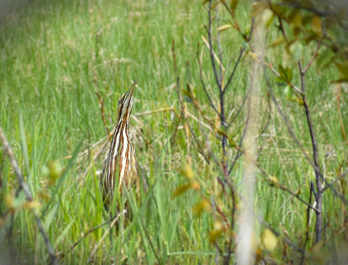 American Bittern - ML623913404