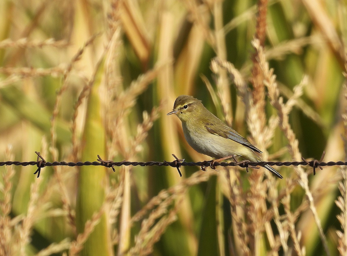 Willow Warbler - ML623913405