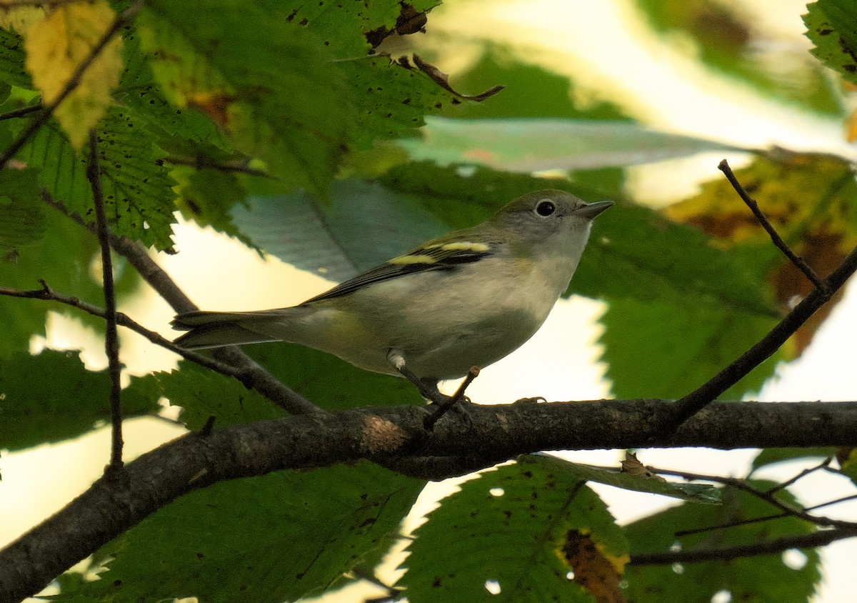 Chestnut-sided Warbler - ML623913406