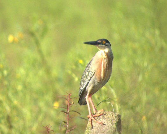 Striated Heron - ML623913407