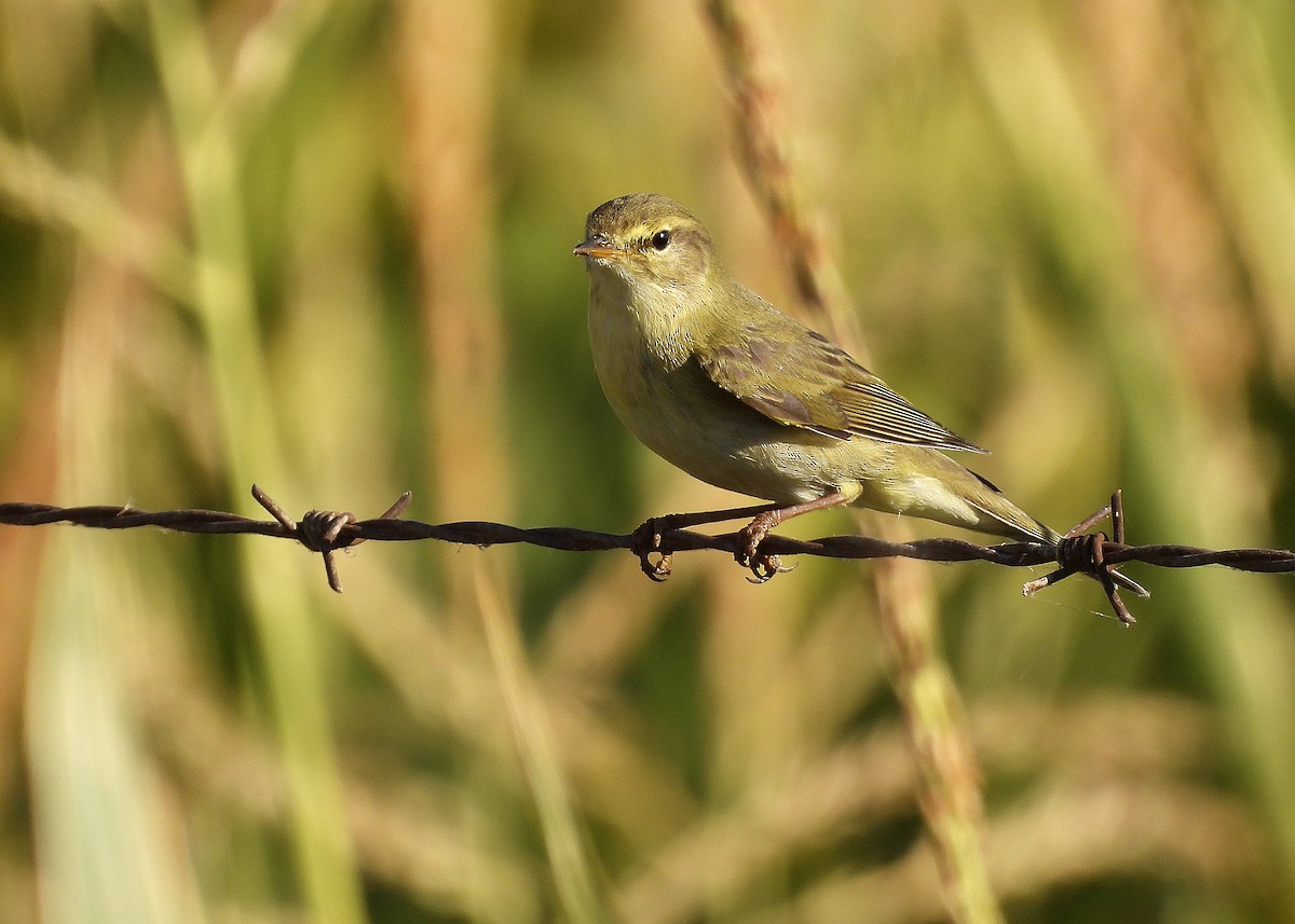 Willow Warbler - ML623913408