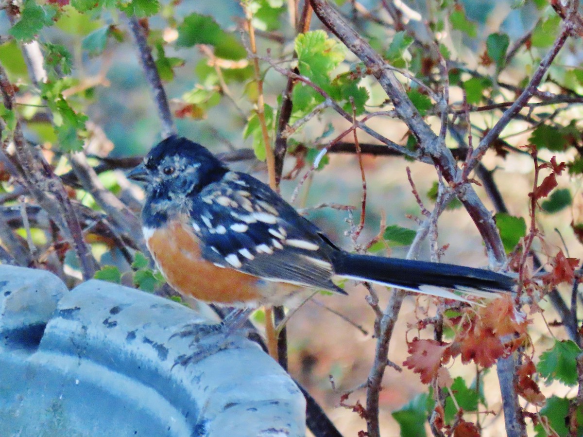 Spotted Towhee - ML623913409