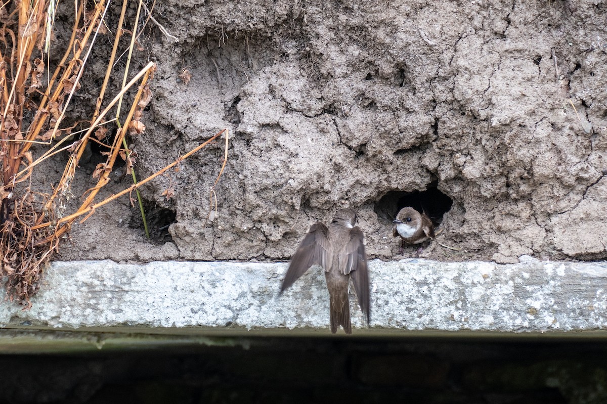 Bank Swallow - ML623913411