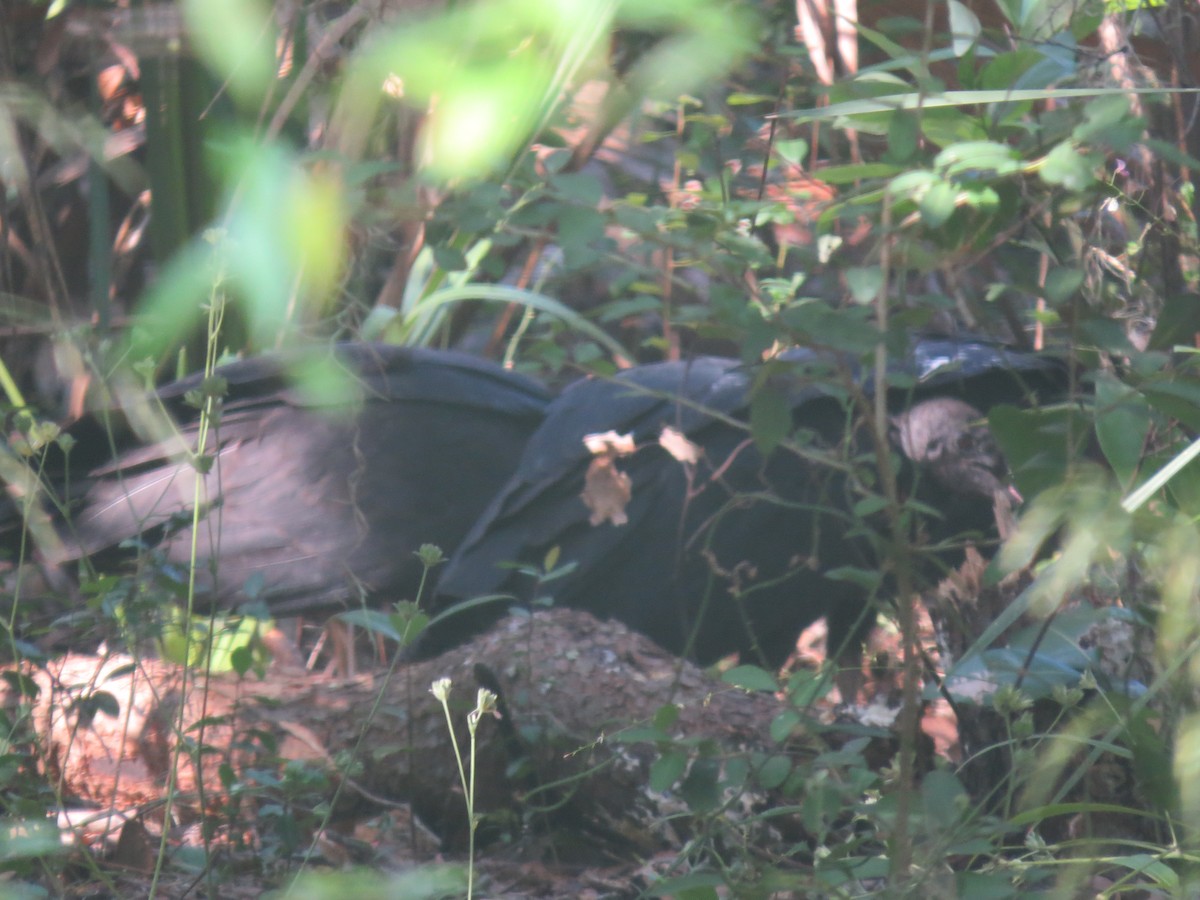 Black Vulture - ML623913412