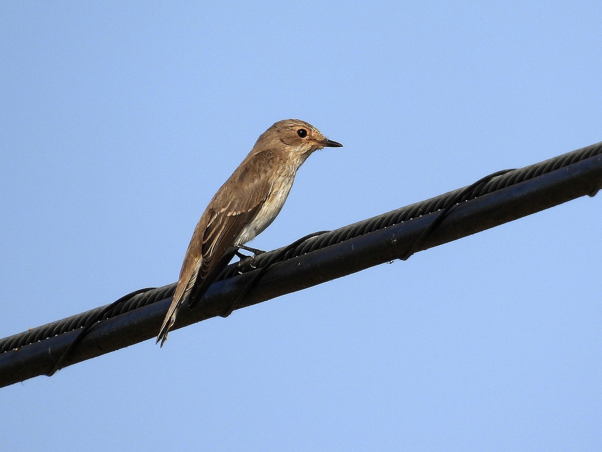 Spotted Flycatcher - ML623913414