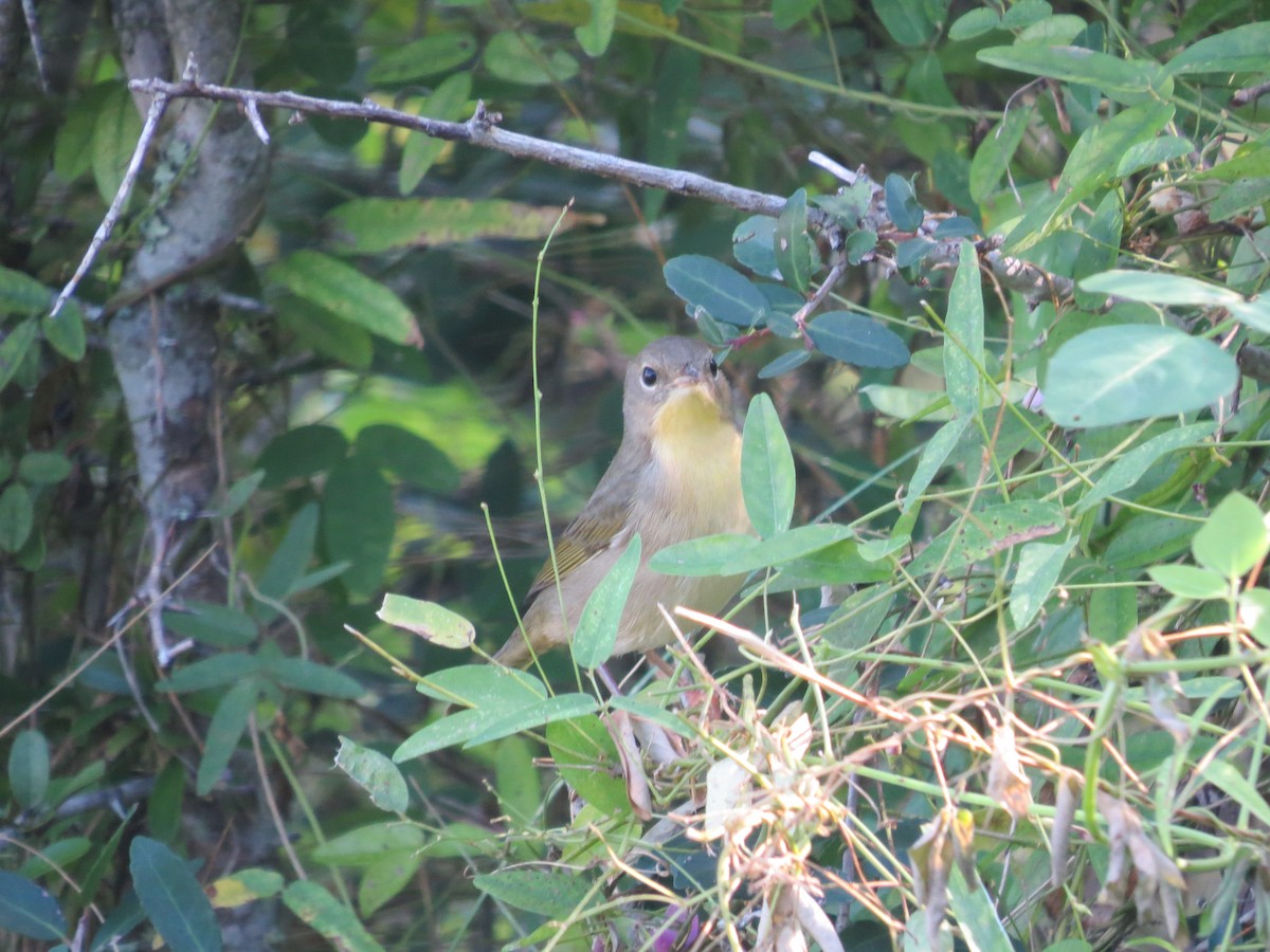 Common Yellowthroat - ML623913415