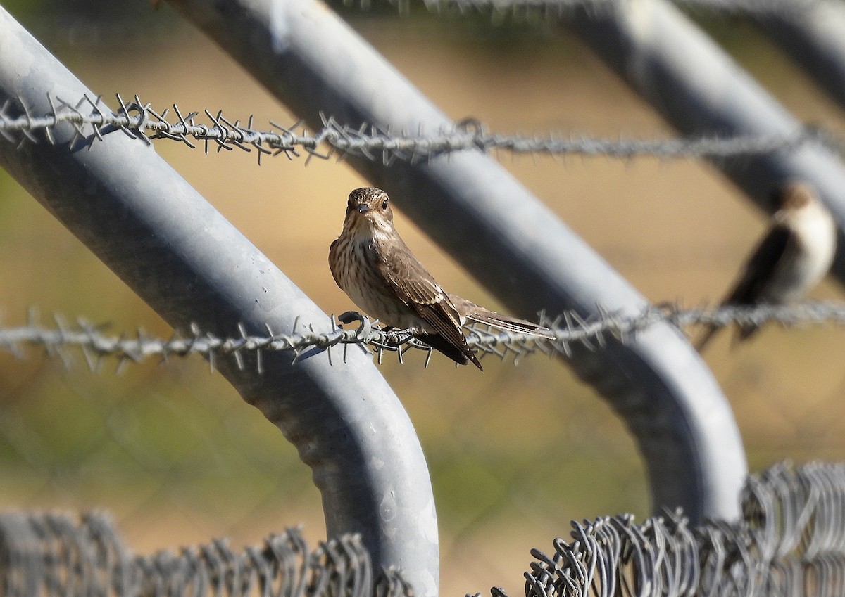 Spotted Flycatcher - ML623913416