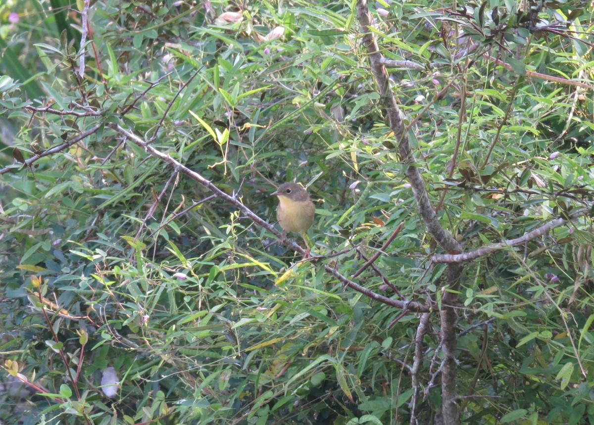 Common Yellowthroat - ML623913417