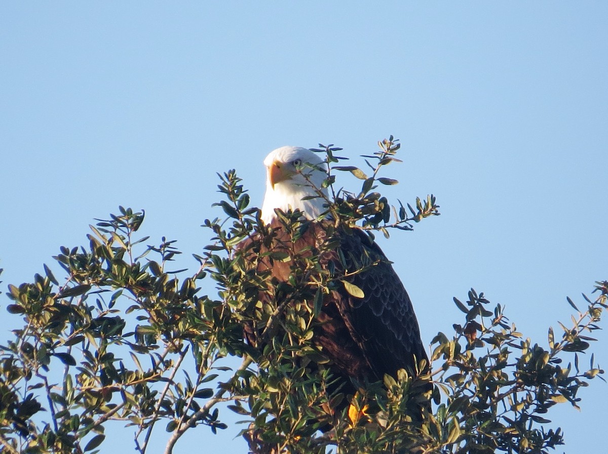 Bald Eagle - ML623913418