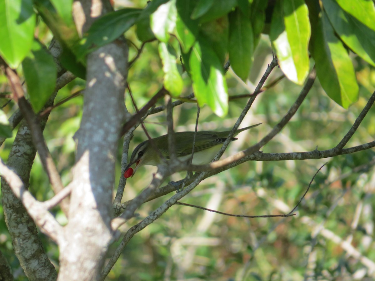 Red-eyed Vireo - ML623913423