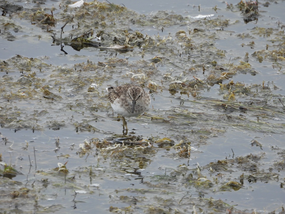 Least Sandpiper - ML623913430