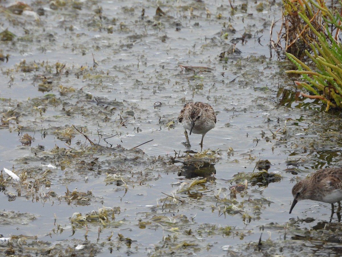 Least Sandpiper - ML623913431