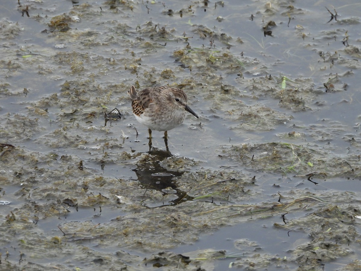 Least Sandpiper - ML623913432