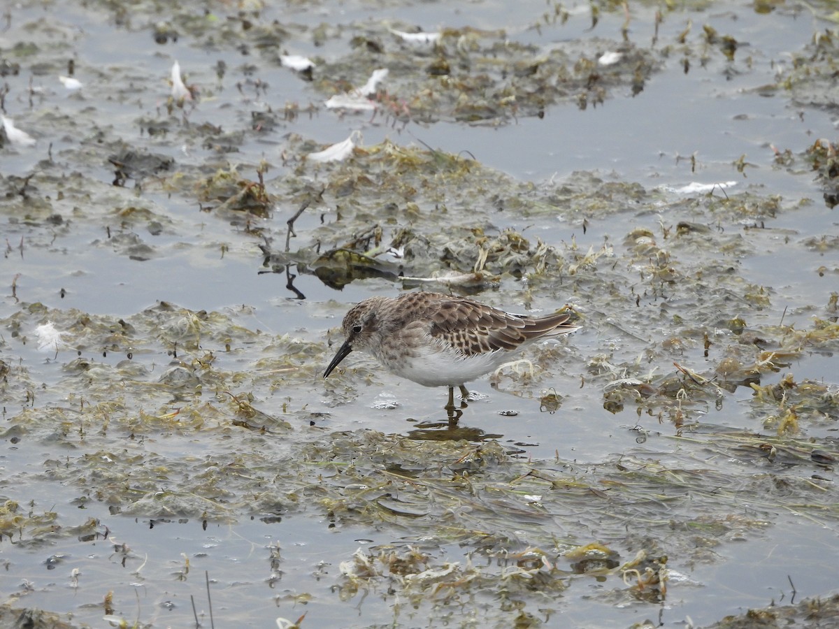 Least Sandpiper - Dan Meyer