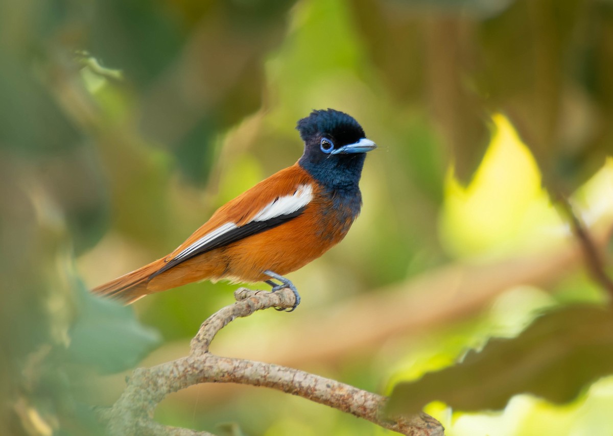 Black-headed Paradise-Flycatcher - ML623913446