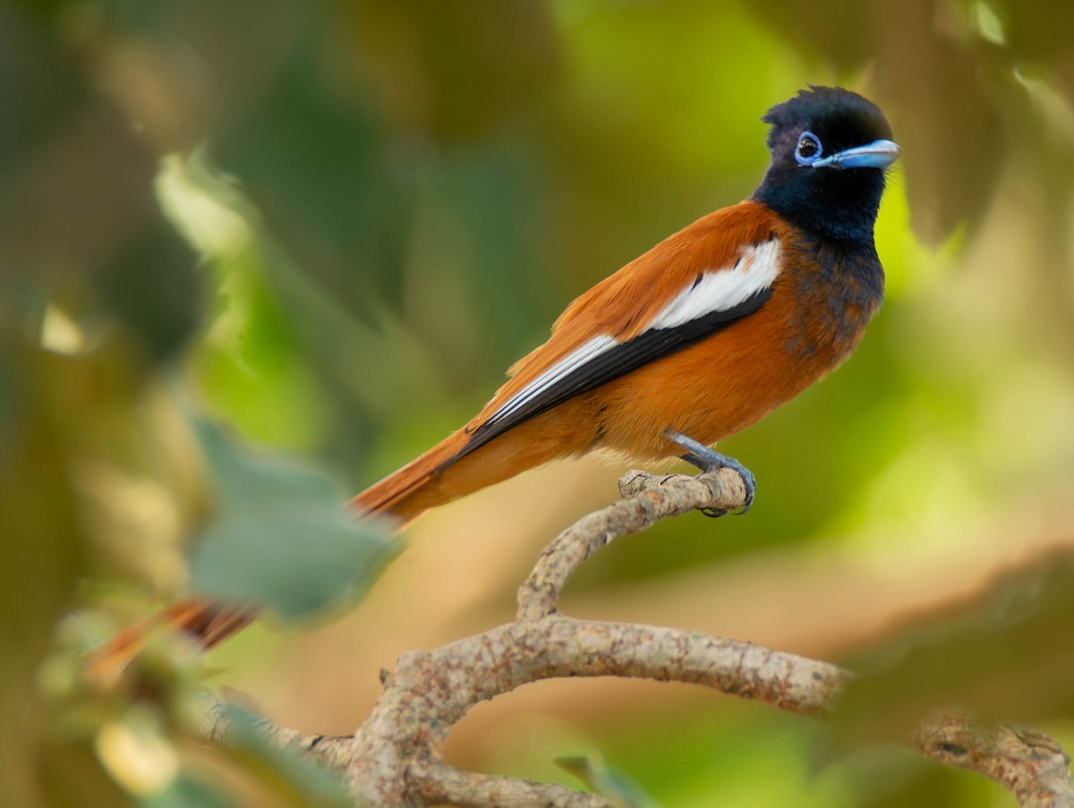 Black-headed Paradise-Flycatcher - ML623913447