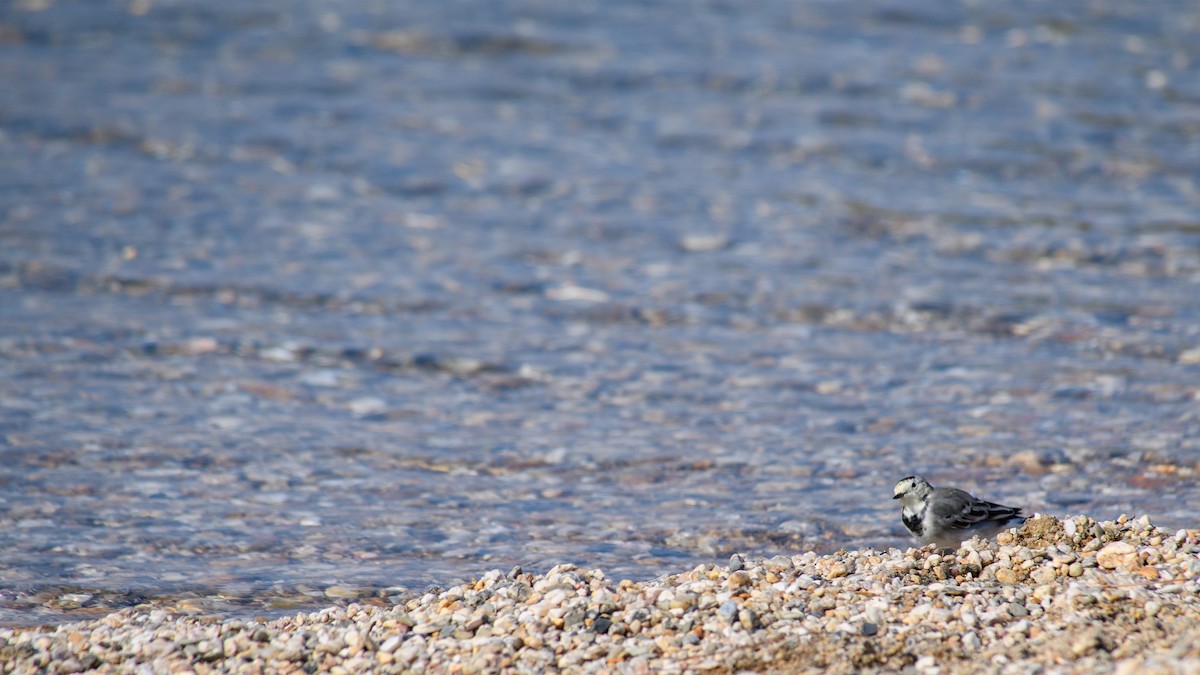 White Wagtail (White-faced) - Elías  Salvatierra