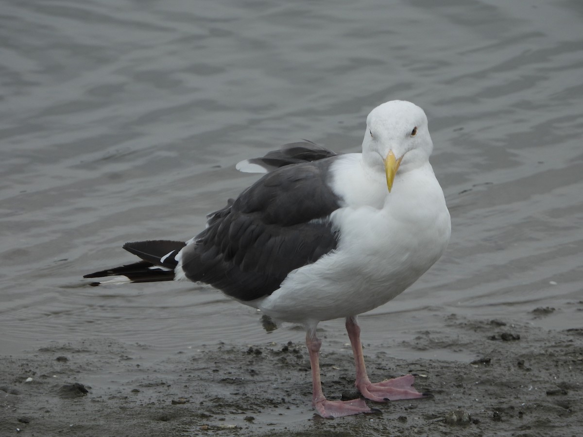 Western Gull - ML623913453