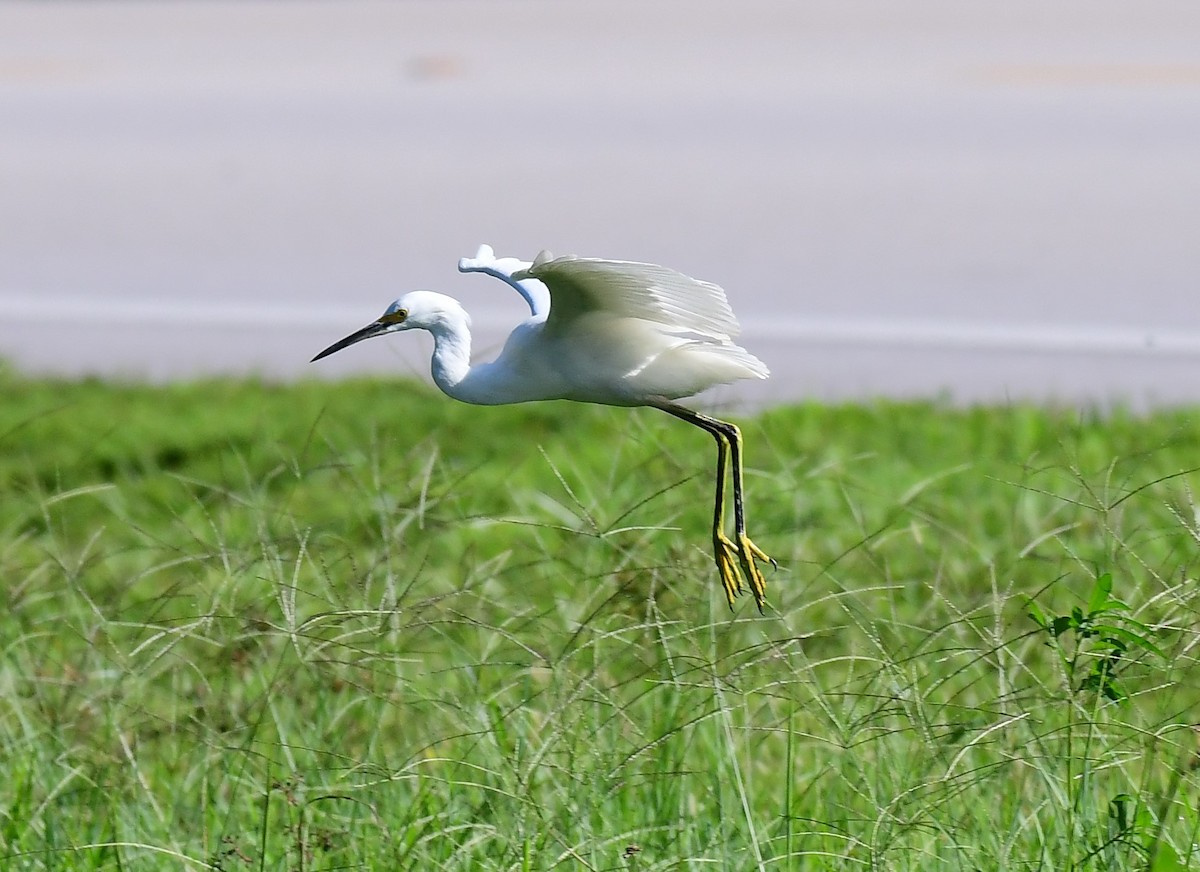 Snowy Egret - ML623913474