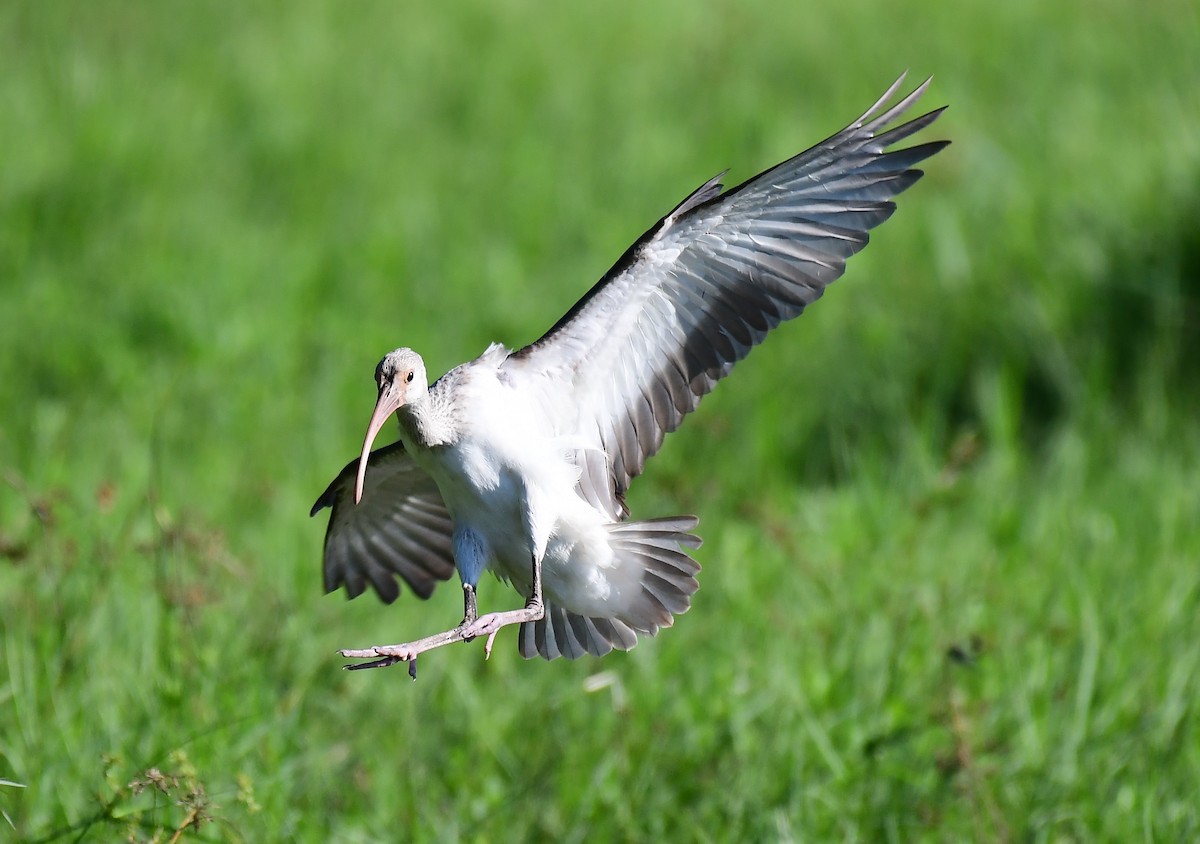 White Ibis - ML623913484