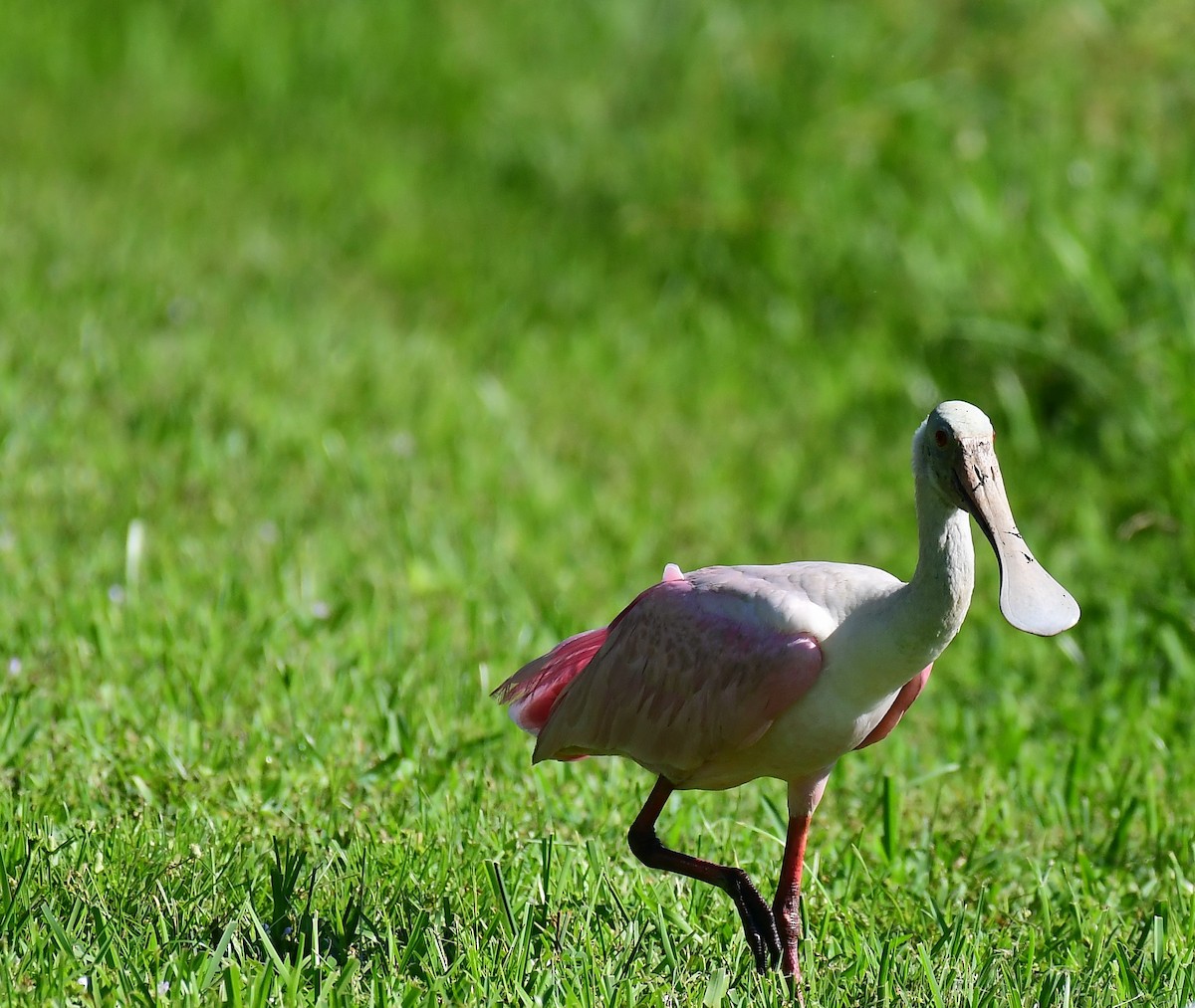 Roseate Spoonbill - ML623913496