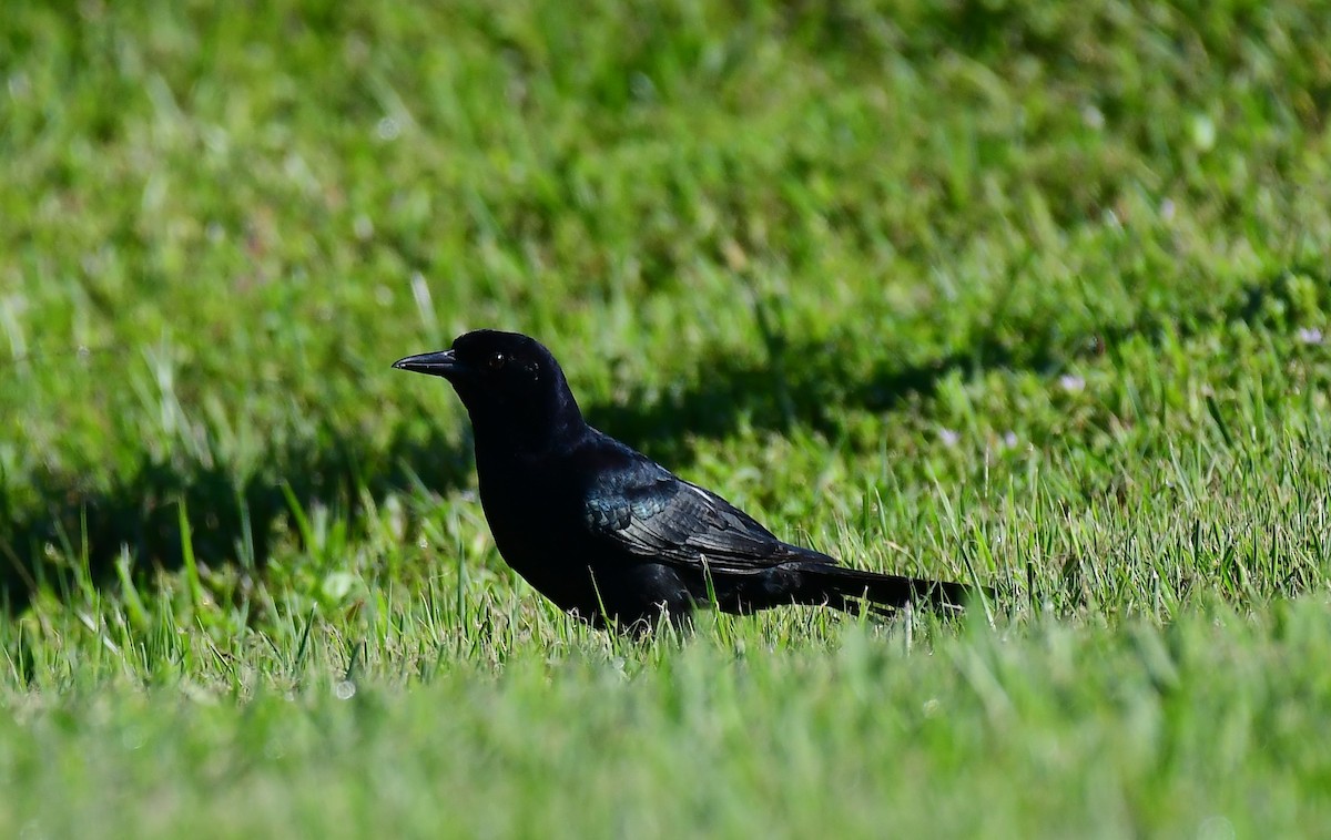 Boat-tailed Grackle - ML623913503