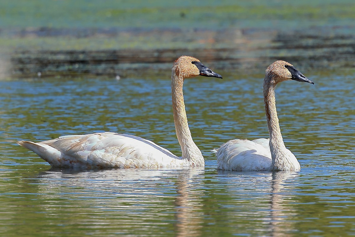 Trumpeter Swan - ML623913518