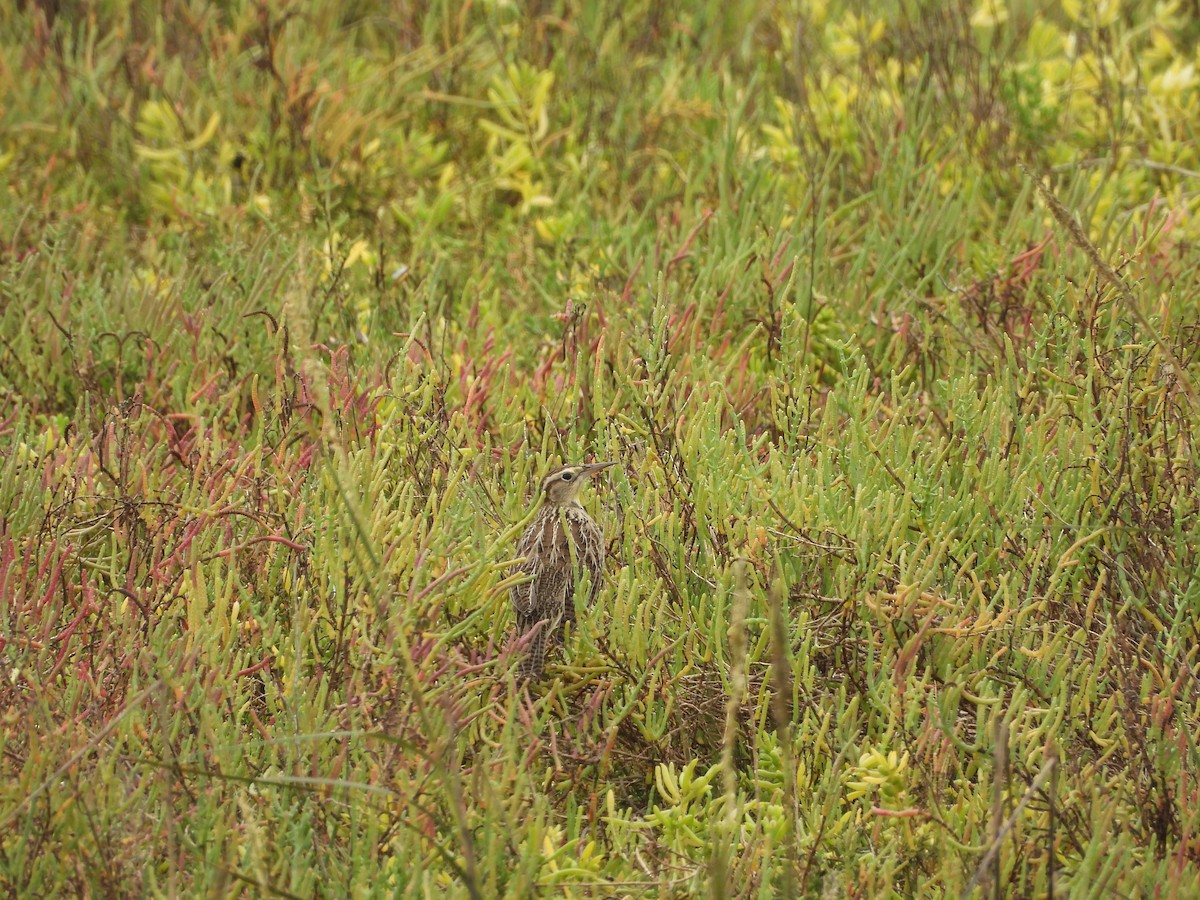 Western Meadowlark - ML623913519