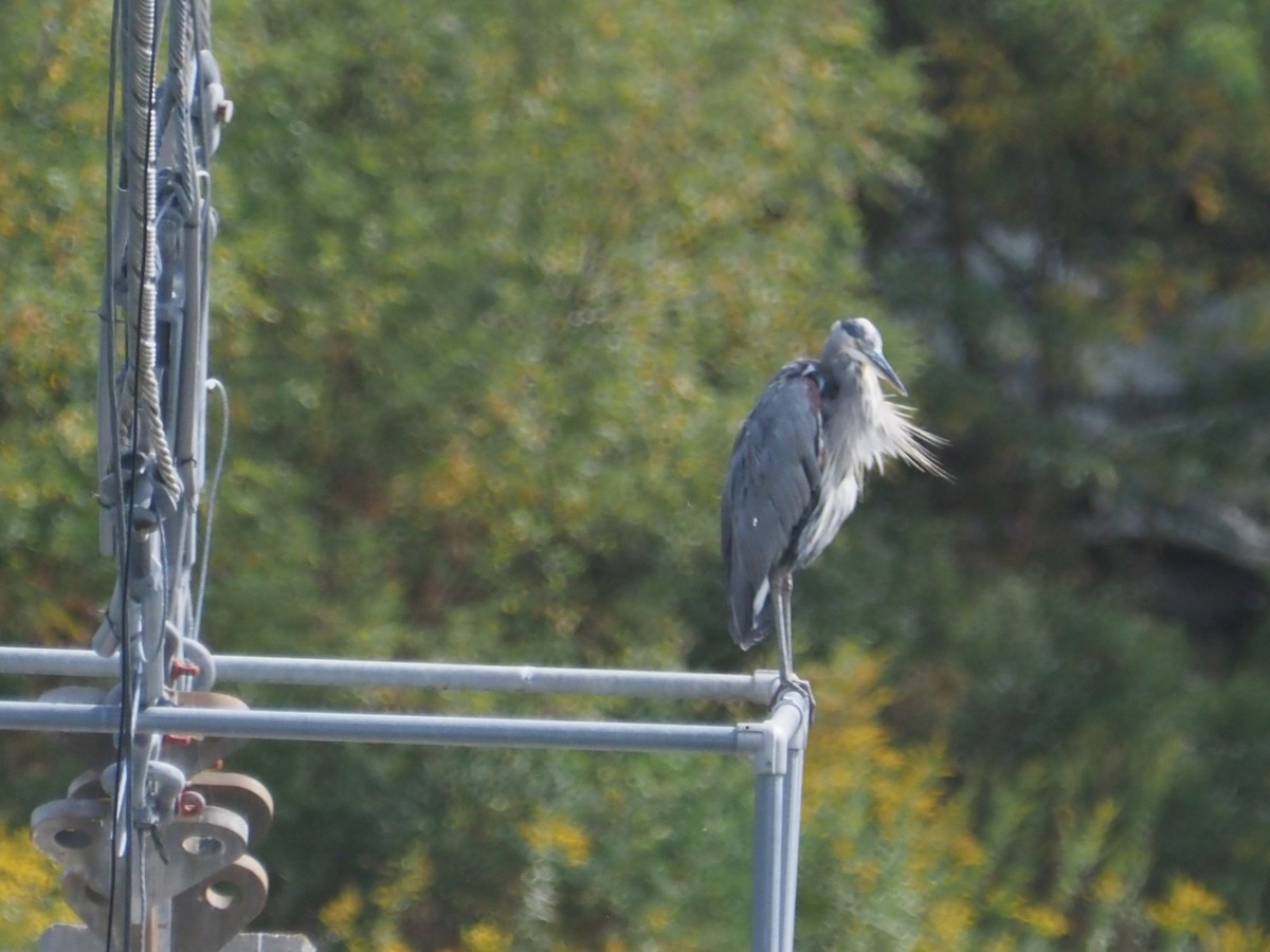 Great Blue Heron - ML623913530