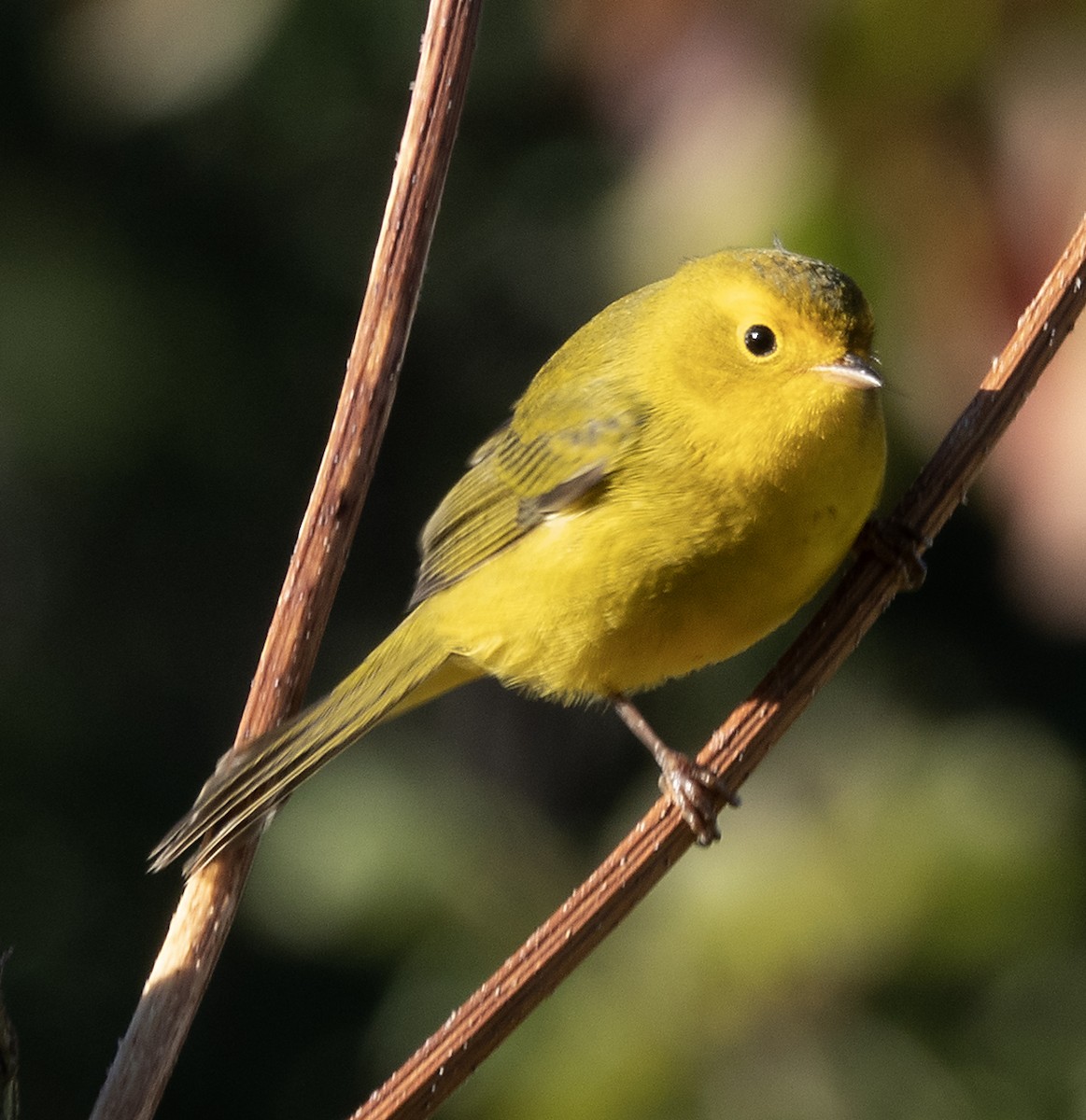 Wilson's Warbler - ML623913531