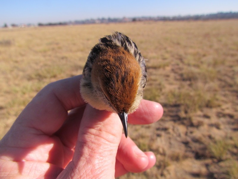 Levaillant's Cisticola - ML623913539