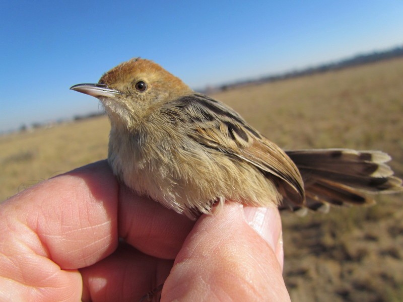 Levaillant's Cisticola - ML623913540